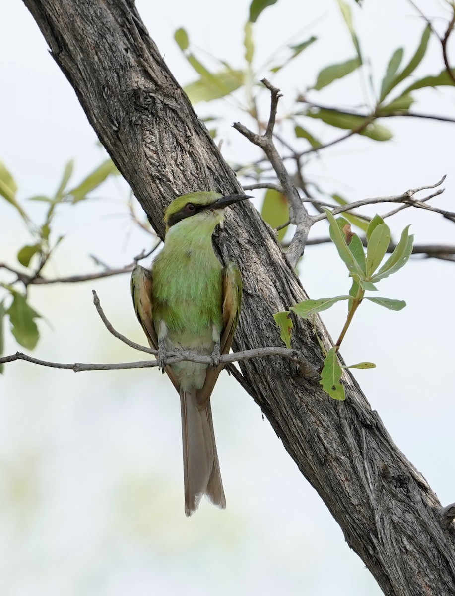 Swallow-tailed Bee-eater - ML615072447