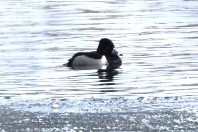 Ring-necked Duck - ML615072627