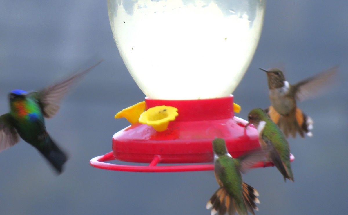 Fiery-throated Hummingbird - ML615072658