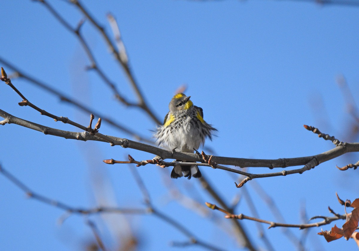 Yellow-rumped Warbler (Audubon's) - ML615072818