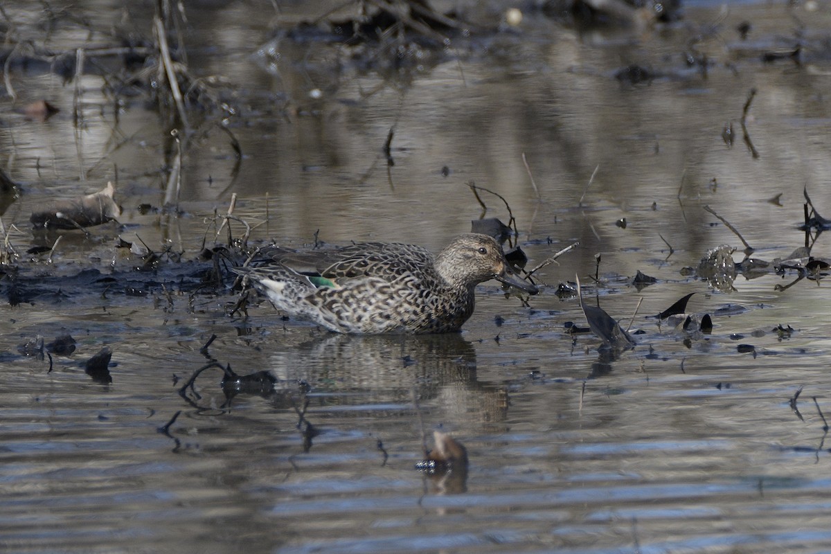 Green-winged Teal - ML615072852