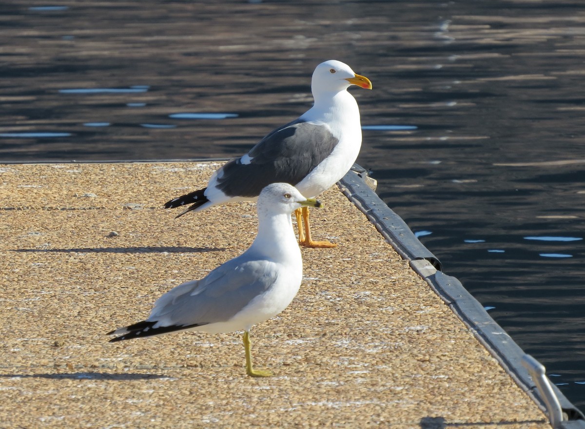 Yellow-footed Gull - ML615073038