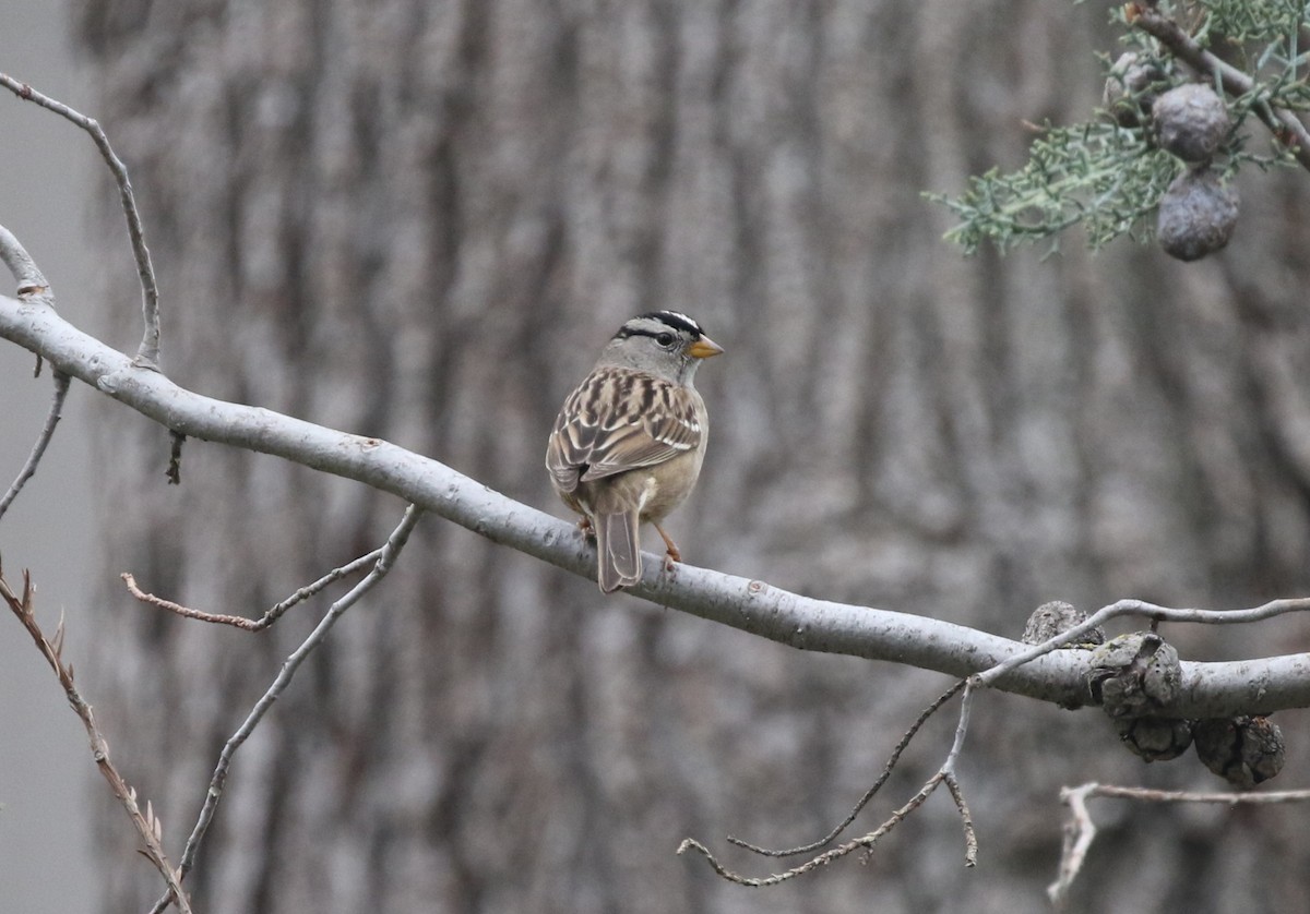 White-crowned Sparrow - ML615073209