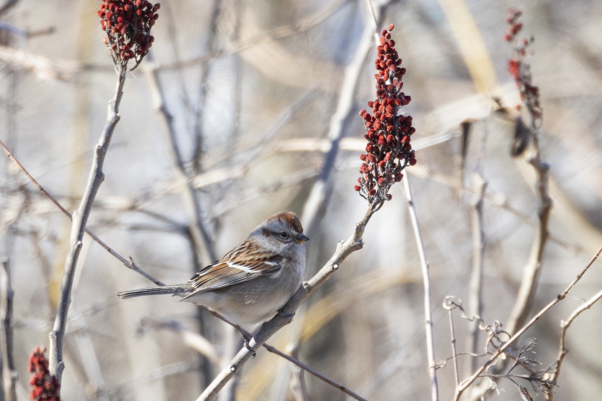 American Tree Sparrow - ML615073325
