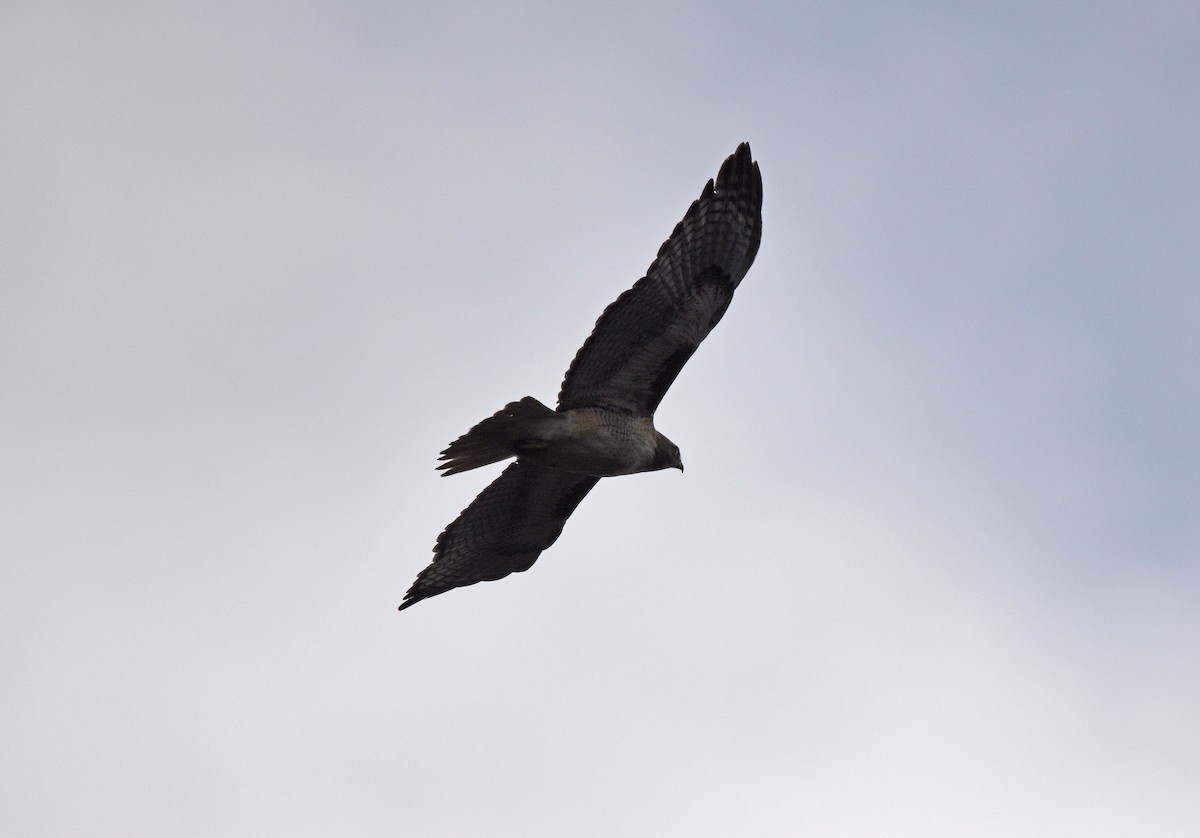 Red-tailed Hawk - ML615073414