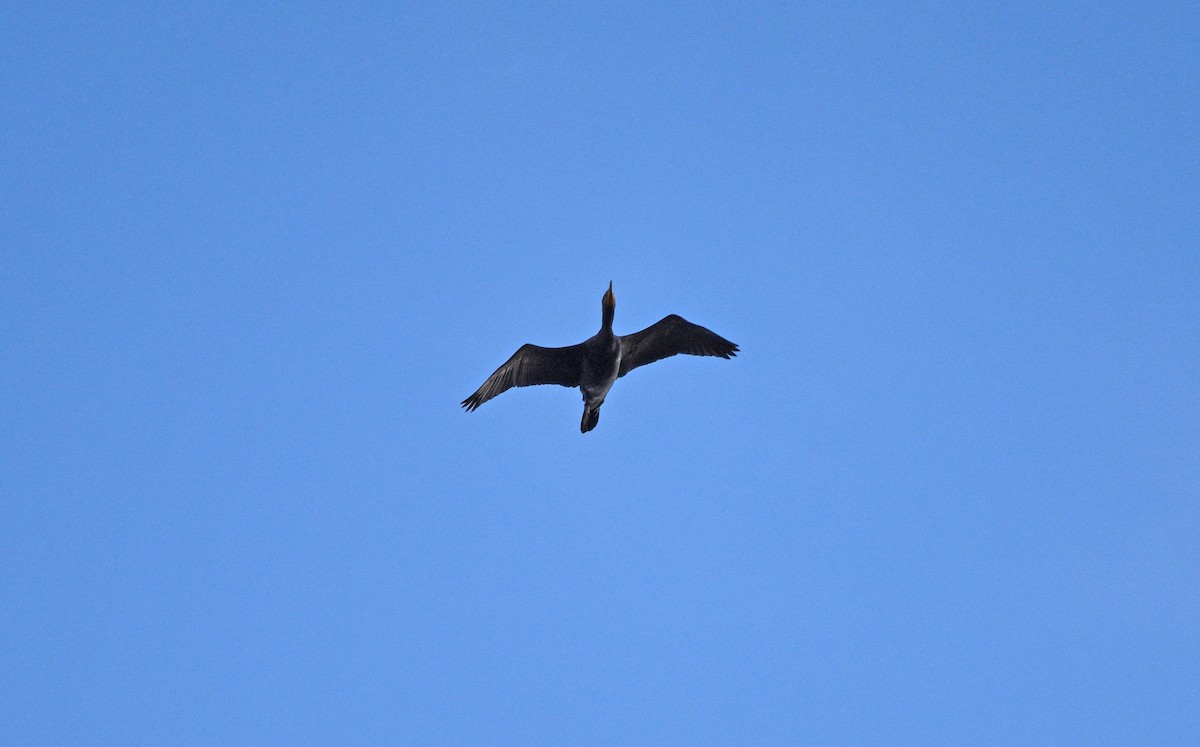 Double-crested Cormorant - ML615073505