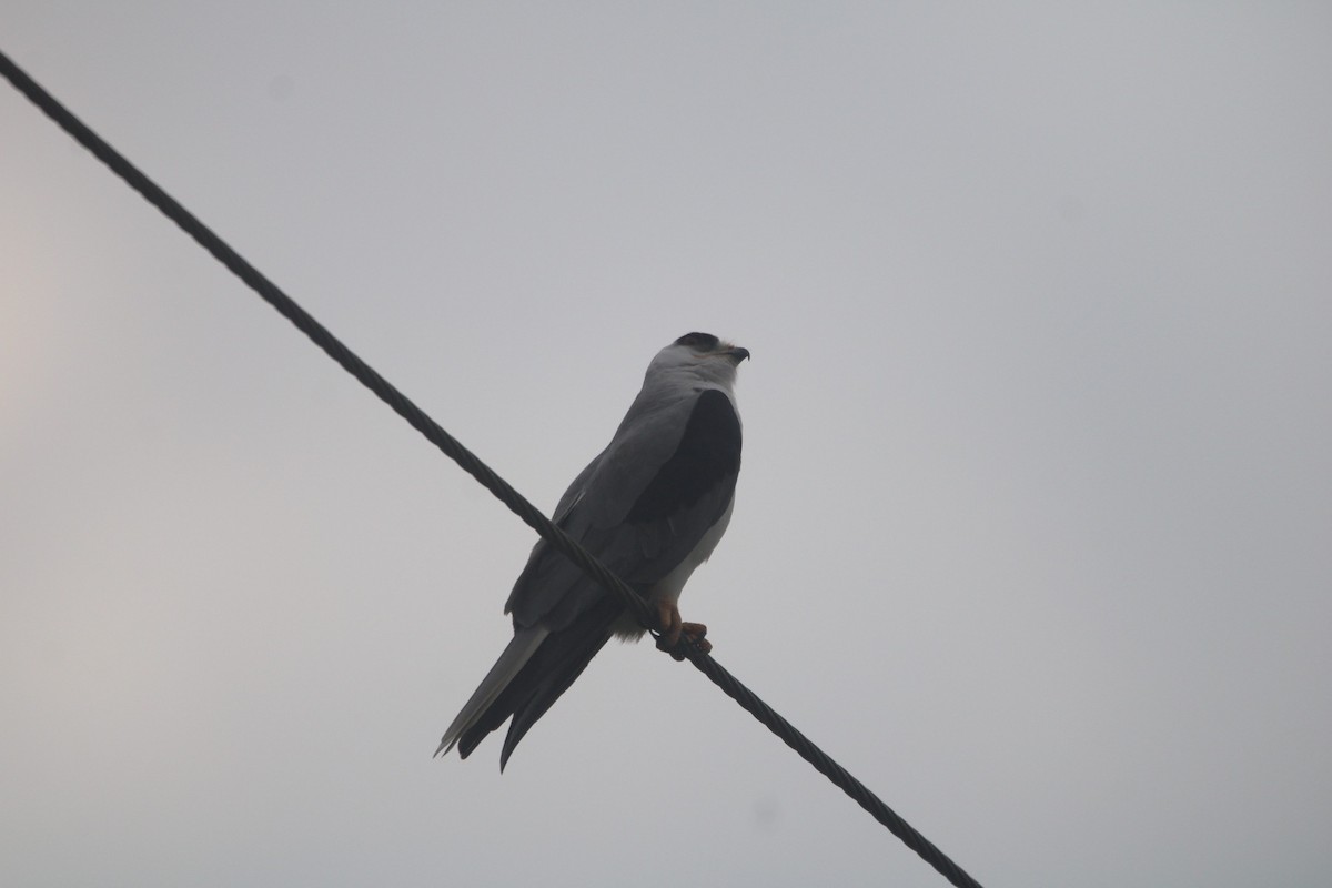 White-tailed Kite - ML615073606