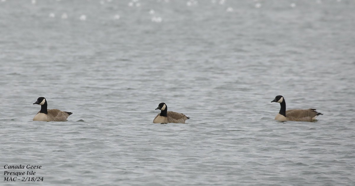 EBird Checklist - 18 Feb 2024 - Presque Isle SP (IBA) - 15 Species