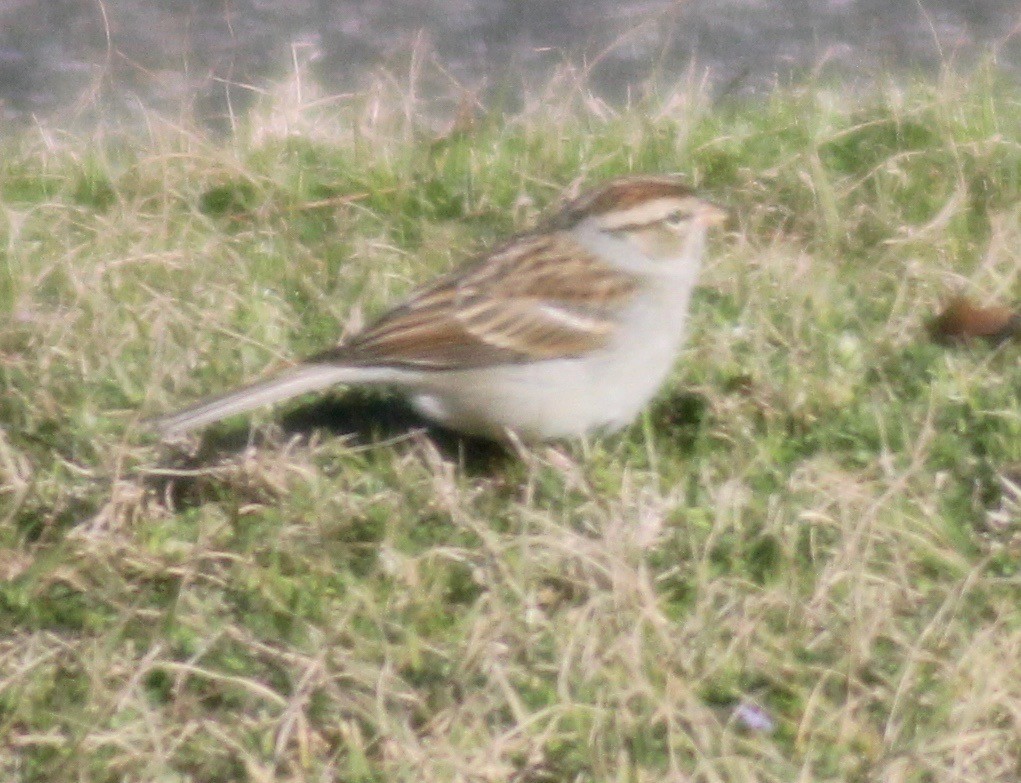 Chipping Sparrow - ML615073703