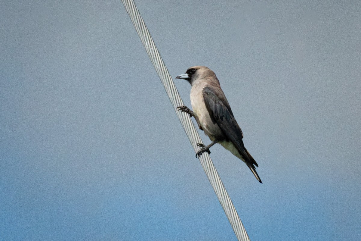 Black-faced Woodswallow (White-vented) - ML615073757
