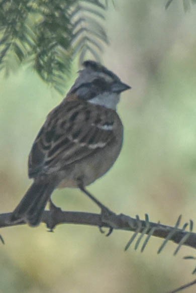 Rufous-collared Sparrow - ML615073878