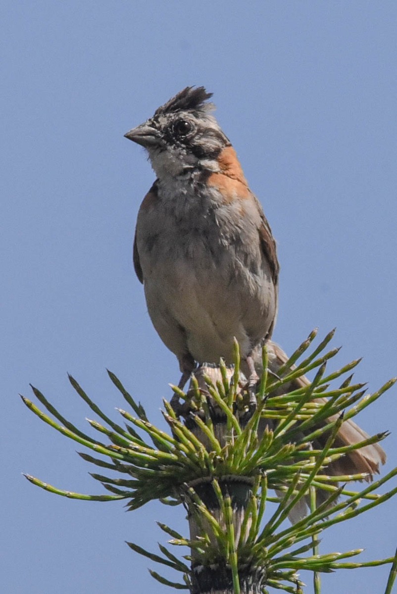 Rufous-collared Sparrow - ML615073879