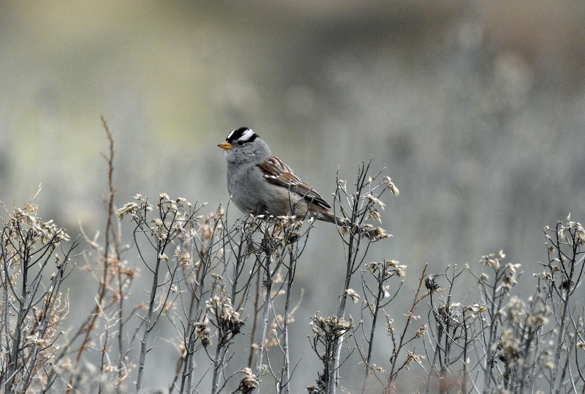 White-crowned Sparrow (Gambel's) - ML615074285