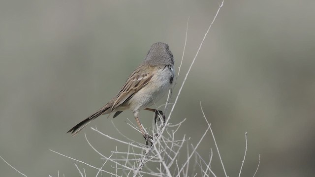 Bell's Sparrow - ML615074425