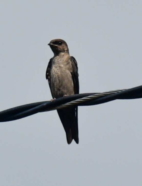 Pale-footed Swallow - Barbara Maytom