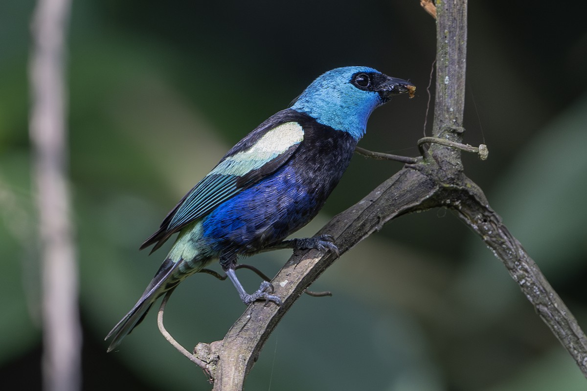 Blue-necked Tanager - Michael Linz