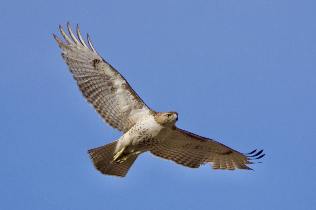 Red-tailed Hawk - ML615074691