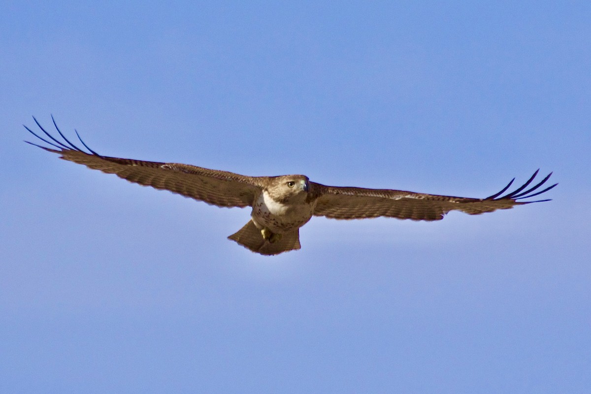 Red-tailed Hawk - ML615074692