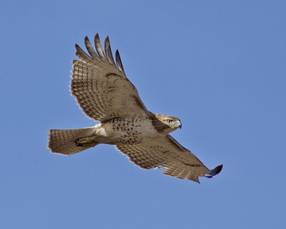 Red-tailed Hawk - ML615074693