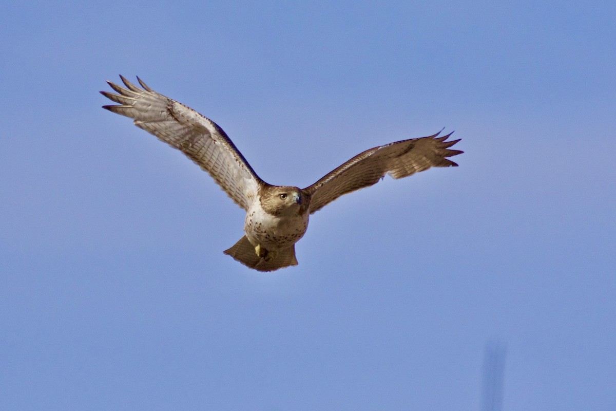 Red-tailed Hawk - ML615074694