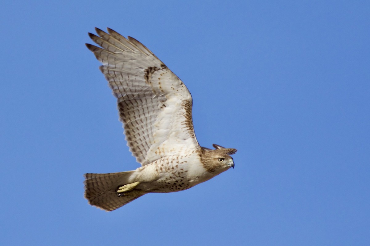 Red-tailed Hawk - ML615074695