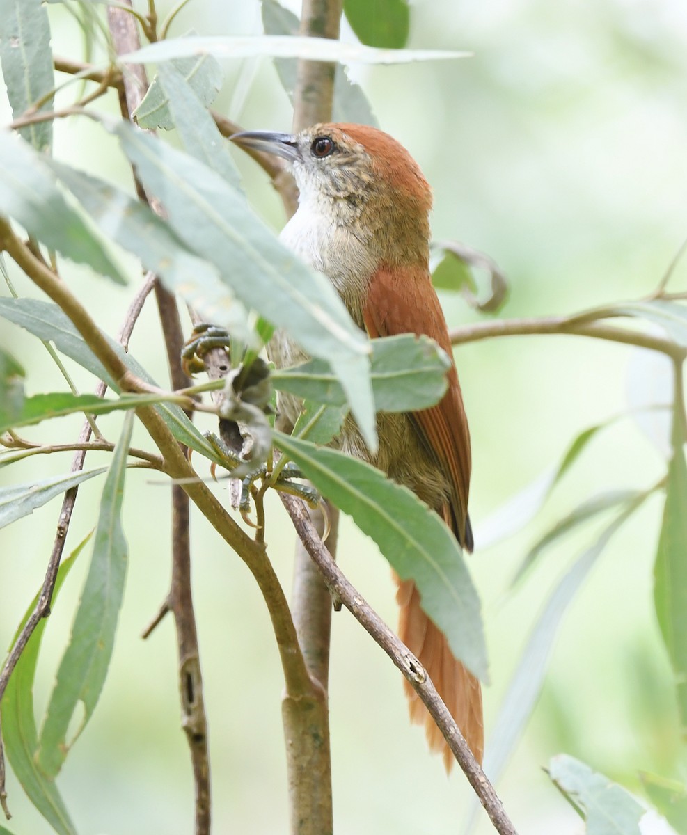 Parker's Spinetail - ML615074709