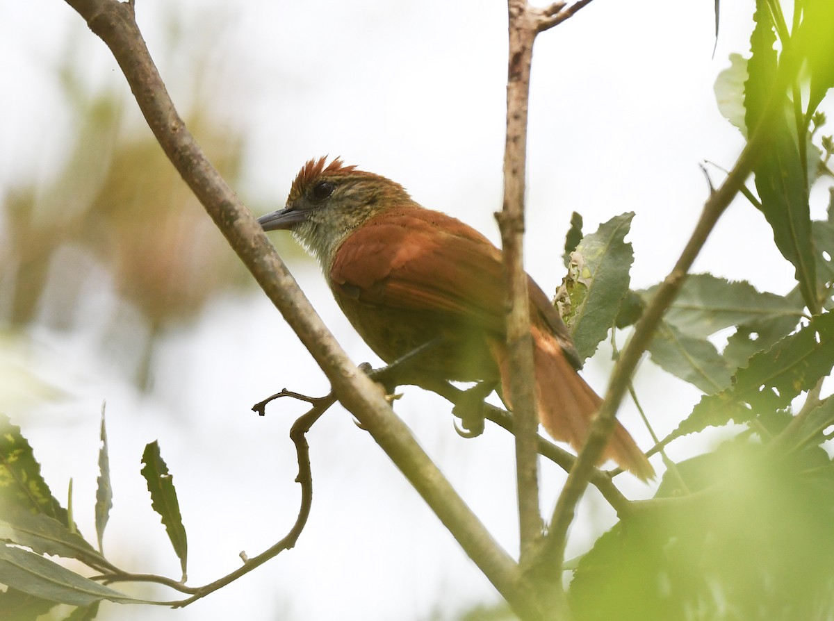 Parker's Spinetail - ML615074710