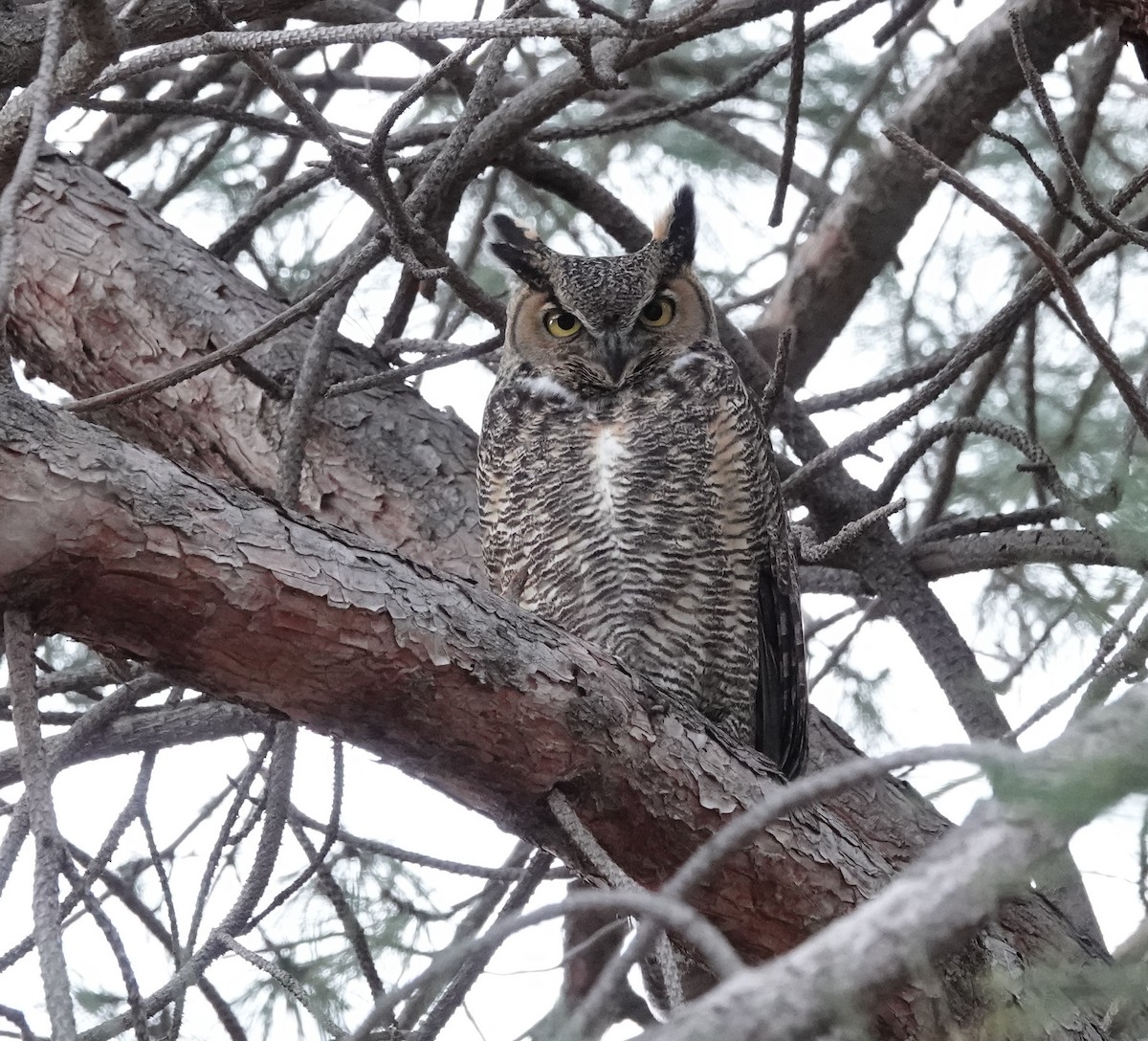 Great Horned Owl - dave koehler