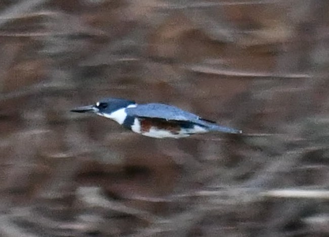 Belted Kingfisher - ML615074798