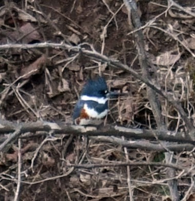 Belted Kingfisher - ML615074998