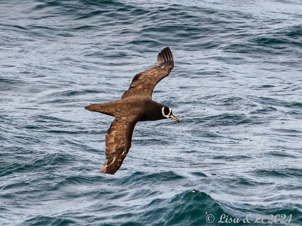 Spectacled Petrel - ML615075010