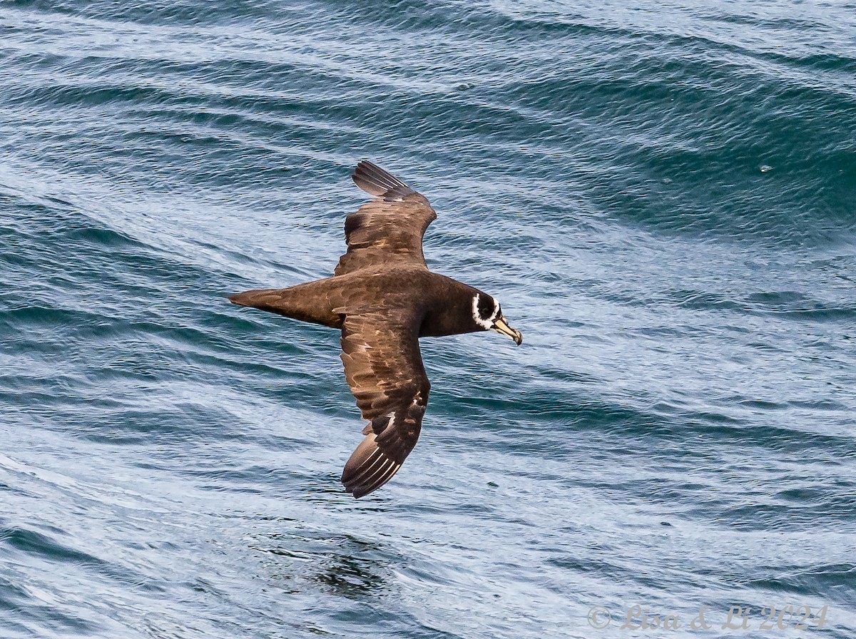 Spectacled Petrel - ML615075011