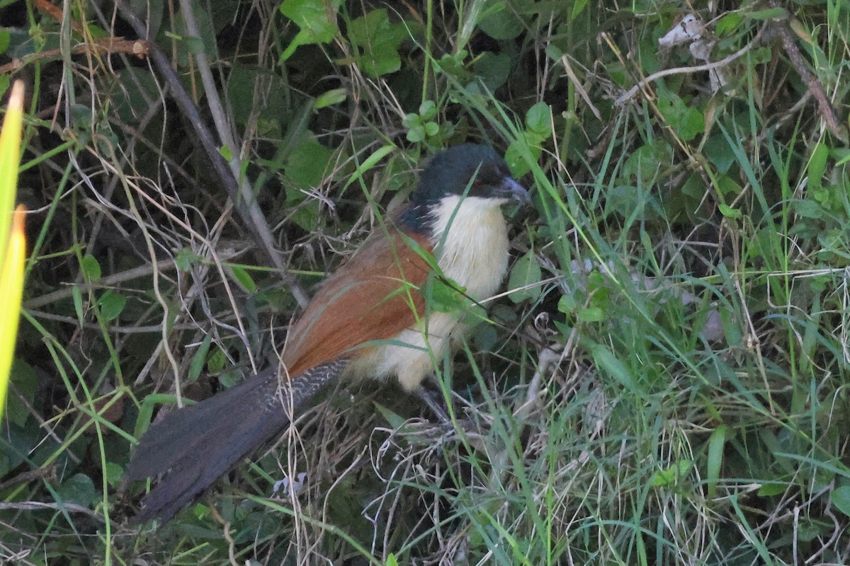 White-browed Coucal (Burchell's) - ML615075025