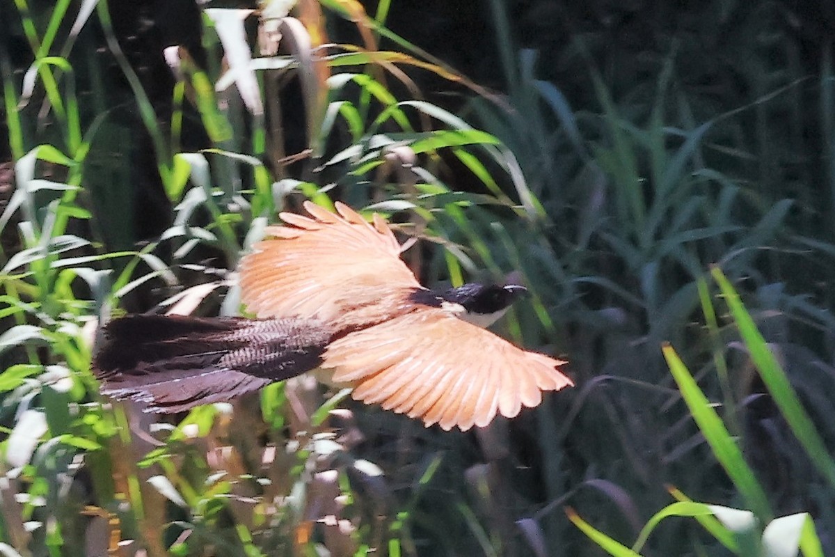 White-browed Coucal (Burchell's) - ML615075026