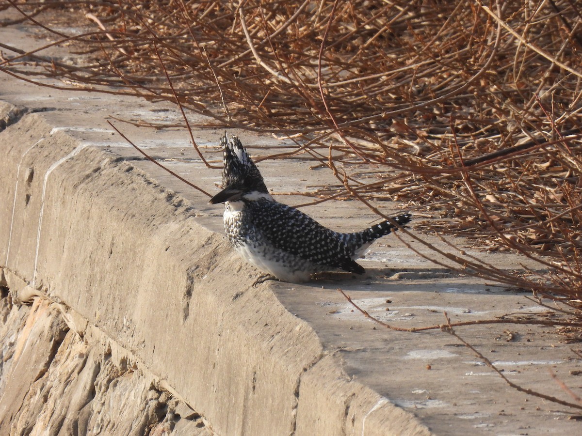 Crested Kingfisher - ML615075316