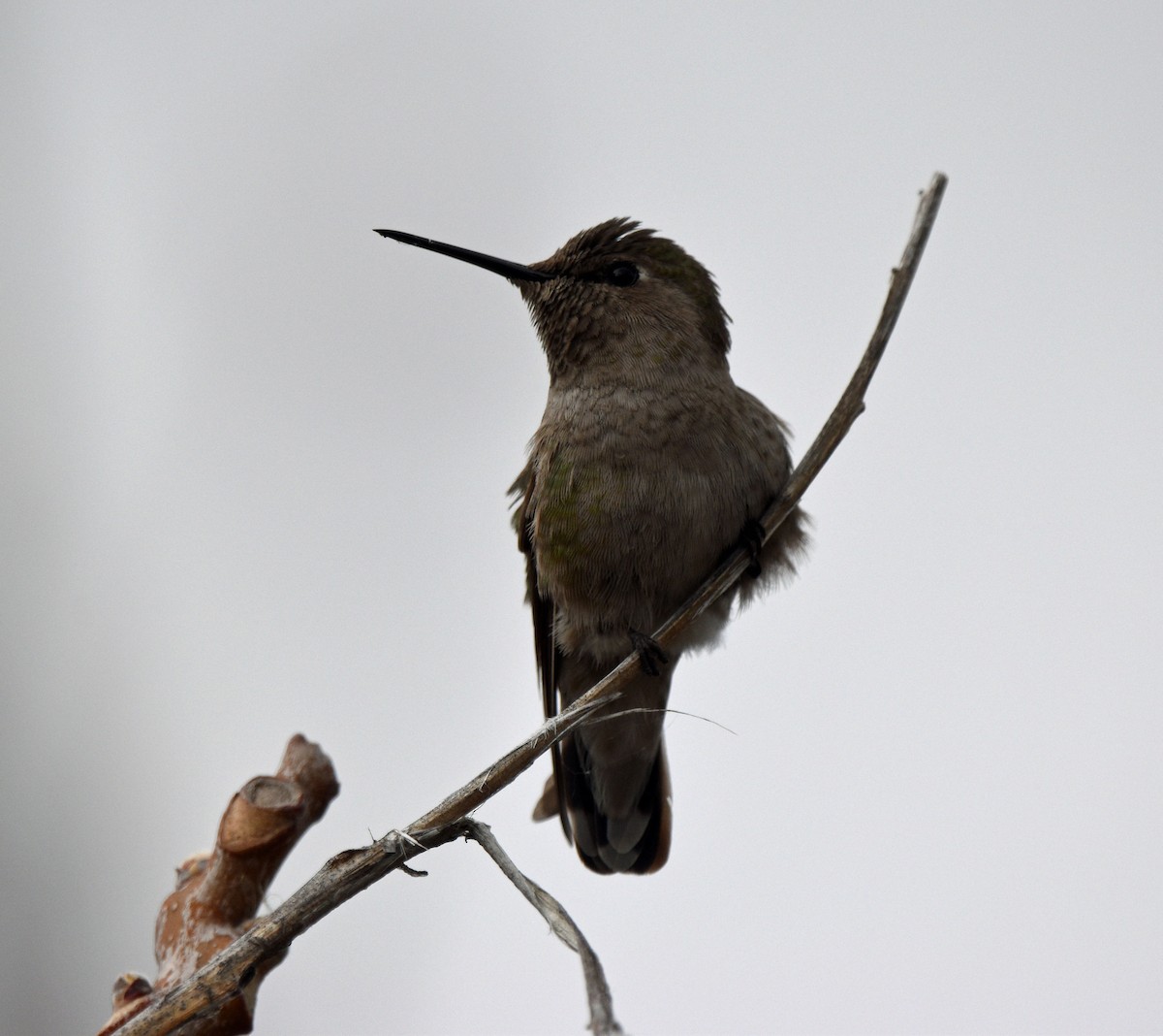 Anna's Hummingbird - ML615075478