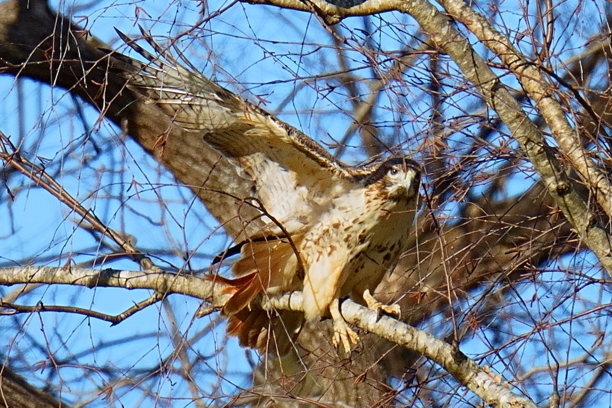 Red-tailed Hawk - ML615075554