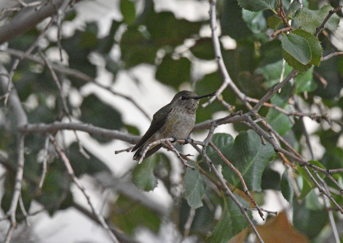 Anna's Hummingbird - ML615075652
