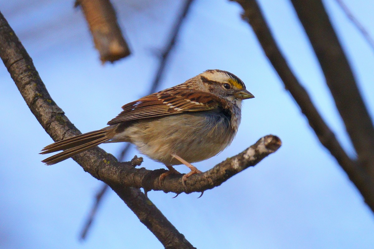 White-throated Sparrow - ML615075684