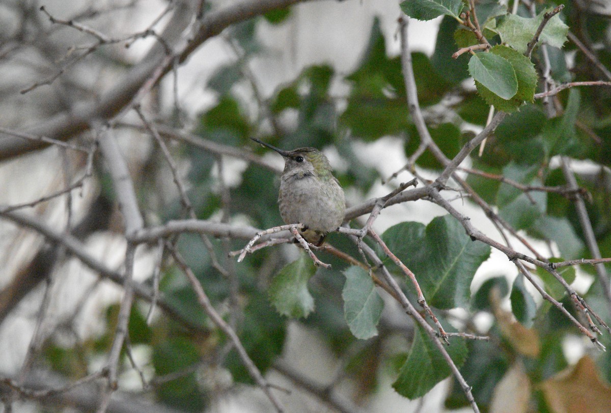 Anna's Hummingbird - ML615075694