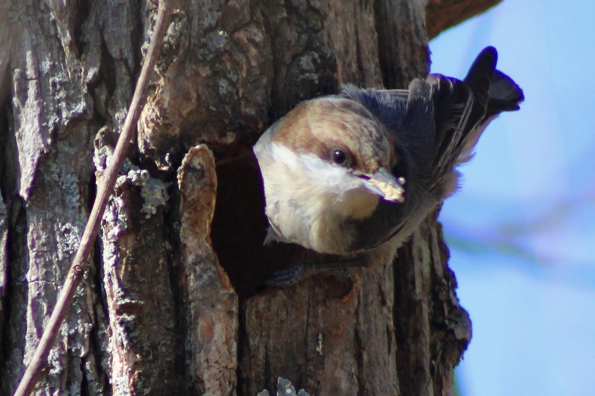 Brown-headed Nuthatch - ML615075759