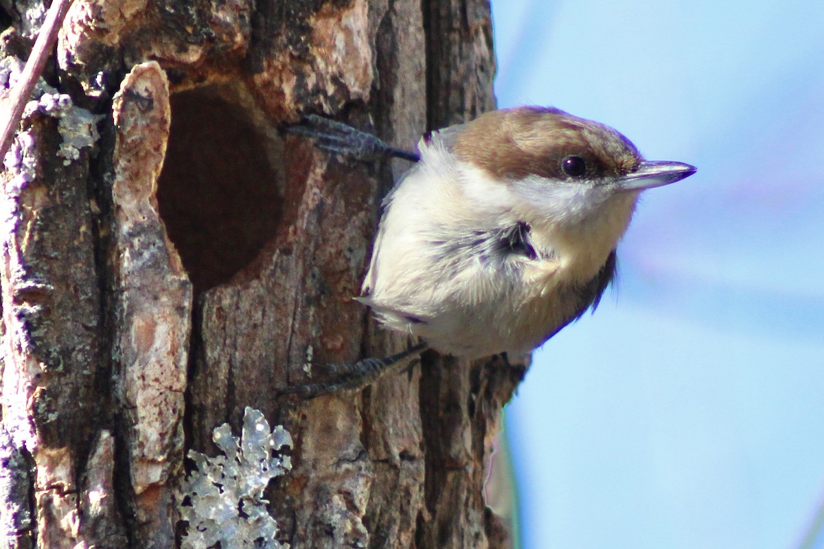 Brown-headed Nuthatch - ML615075762