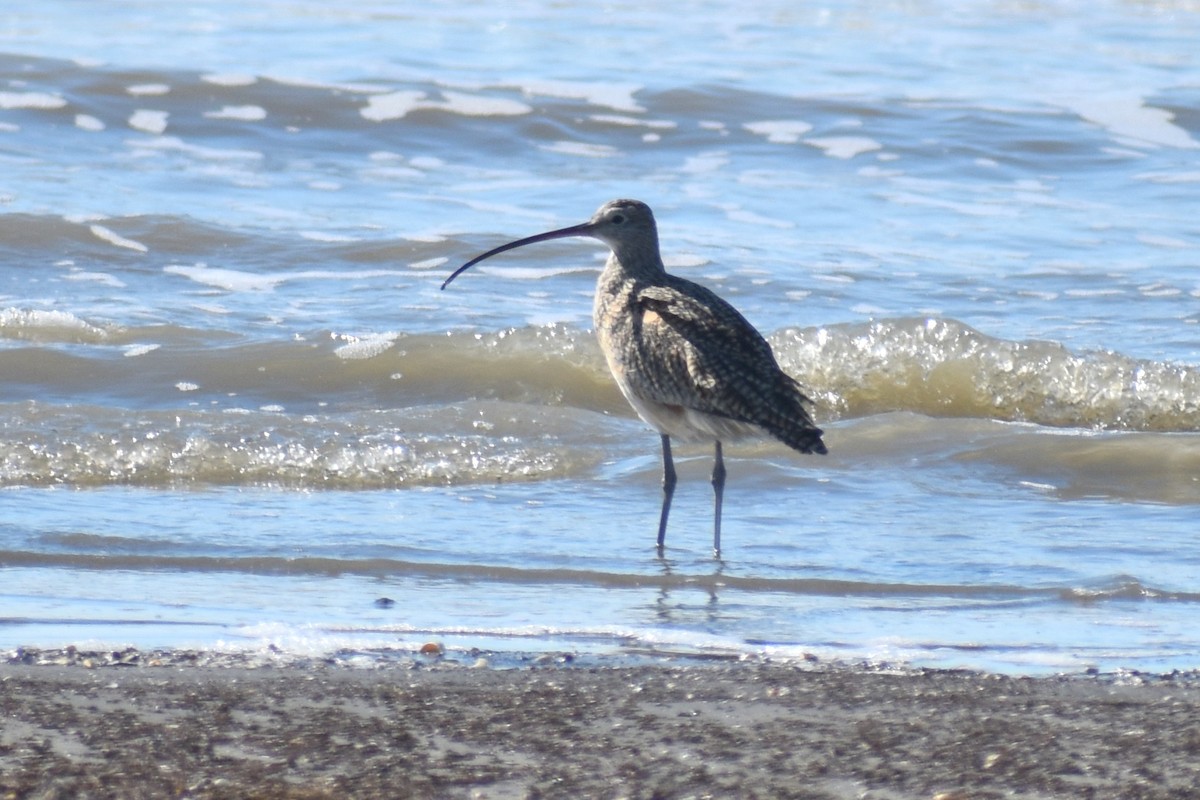 Long-billed Curlew - ML615075809
