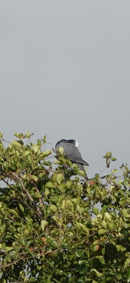 White-crowned Pigeon - ML615076164