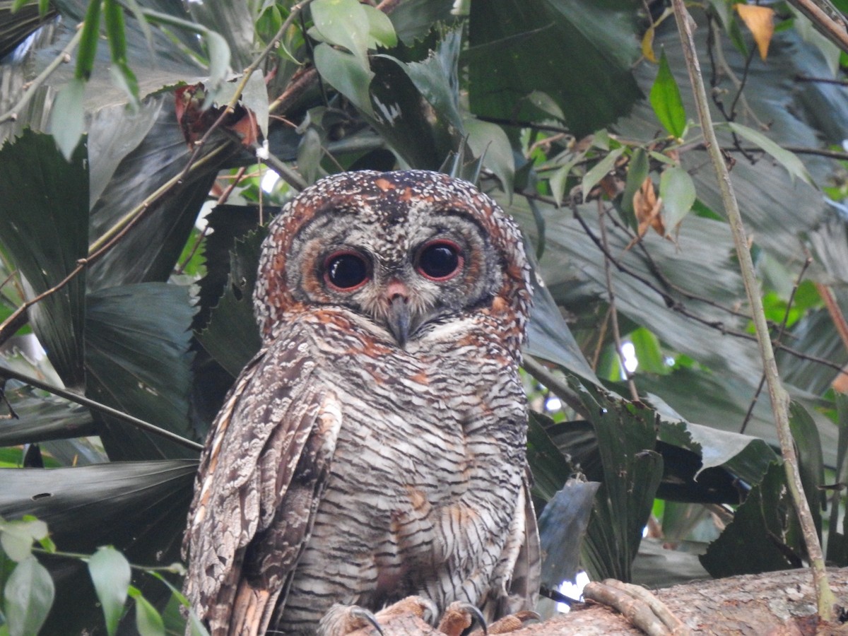 Mottled Wood-Owl - ML615076184