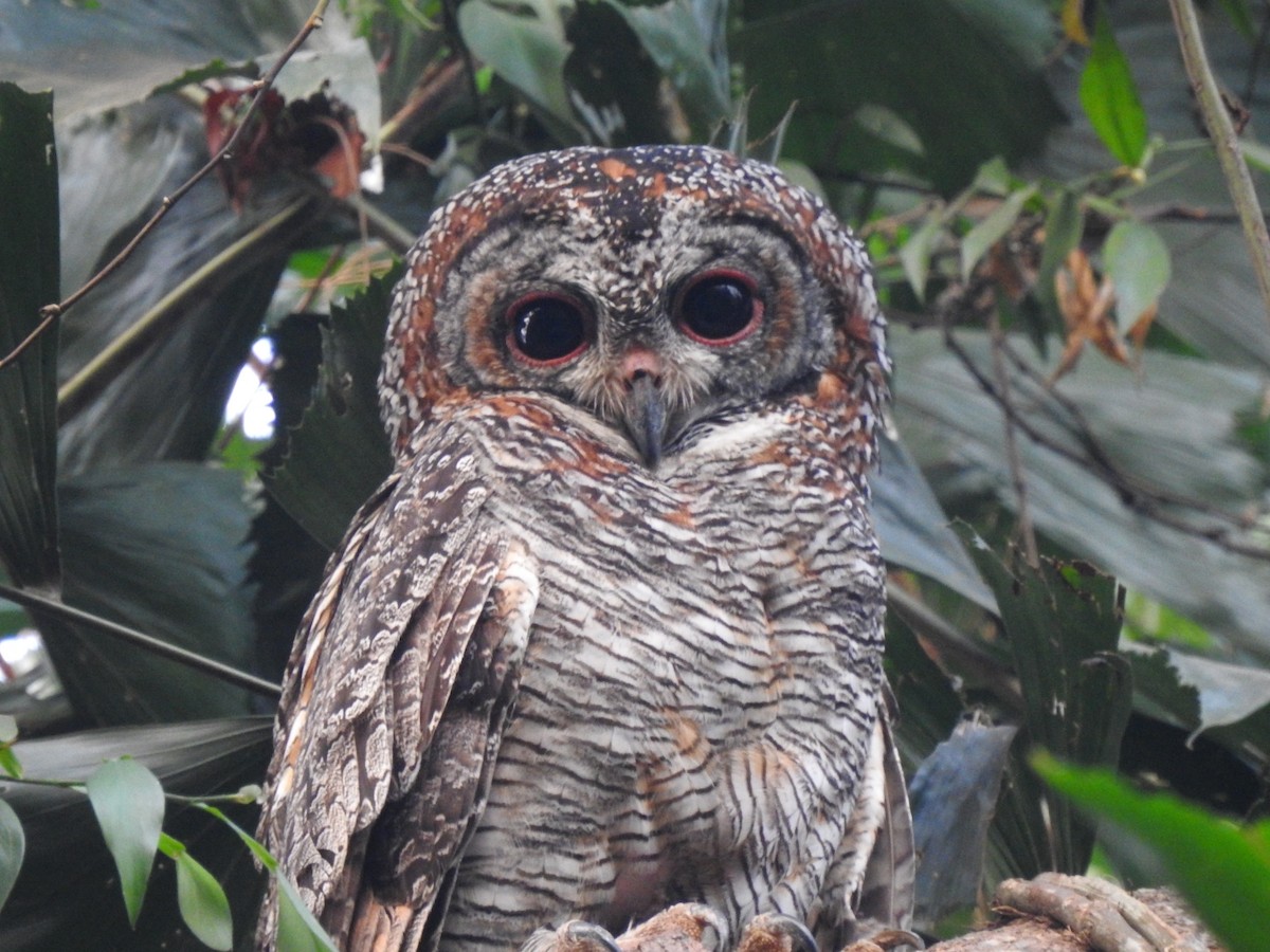 Mottled Wood-Owl - ML615076185
