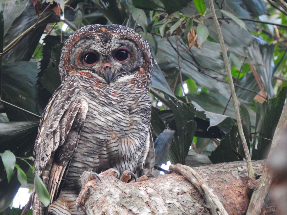 Mottled Wood-Owl - ML615076189