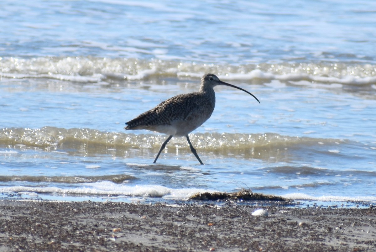 Long-billed Curlew - ML615076218
