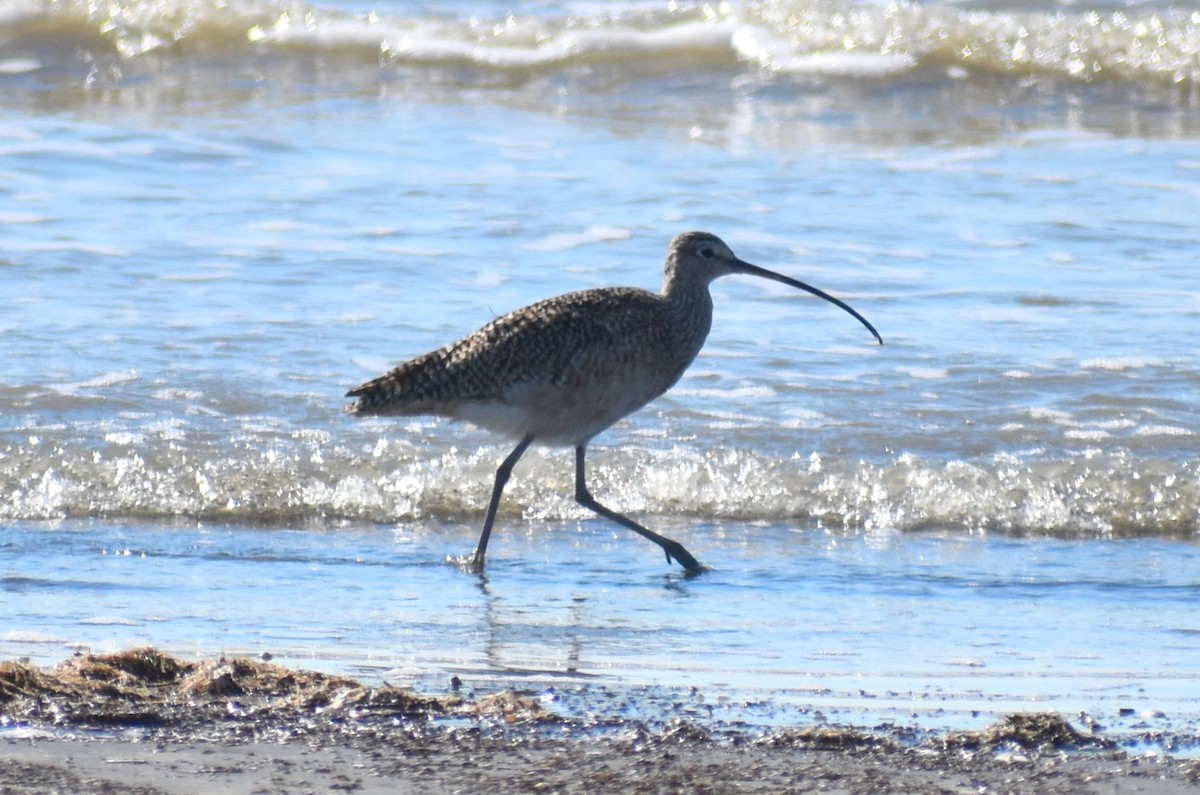 Long-billed Curlew - ML615076272
