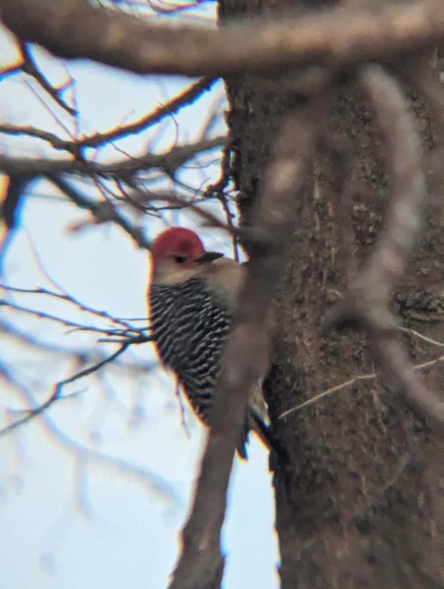 Red-bellied Woodpecker - ML615076318